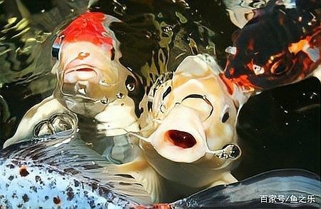 黑魚和龍魚混養(yǎng)需要多大的魚缸？（魚和龍魚混養(yǎng)的魚缸大小取決于多種因素）