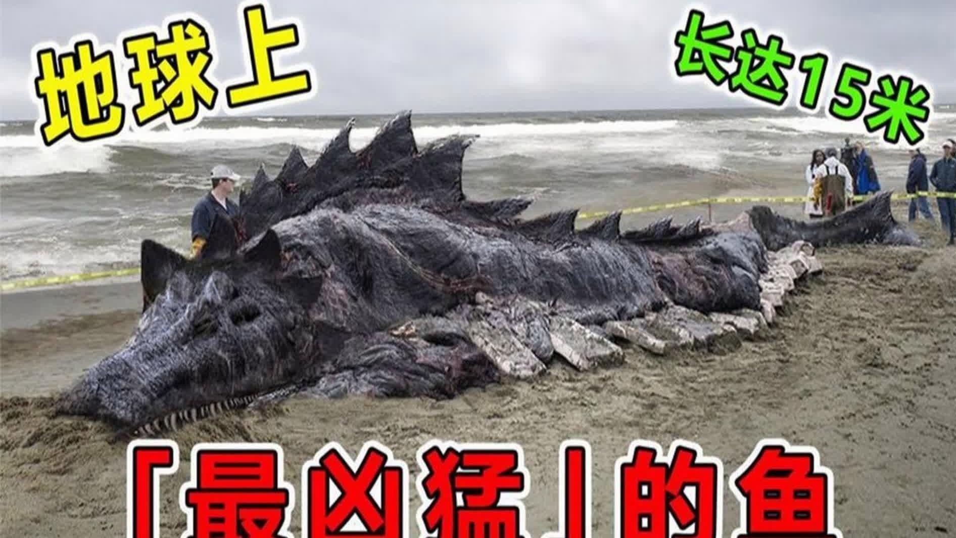 十種最兇猛的淡水魚（世界上“最兇猛”的10種淡水魚）