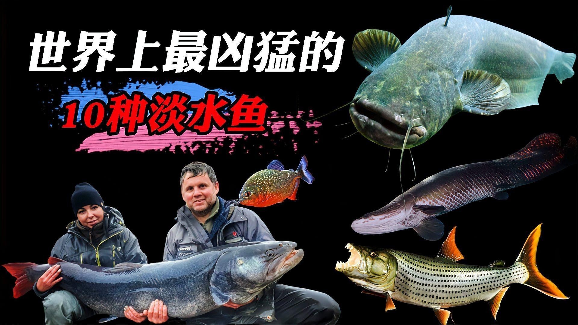 十種最兇猛的淡水魚（世界上“最兇猛”的10種淡水魚）