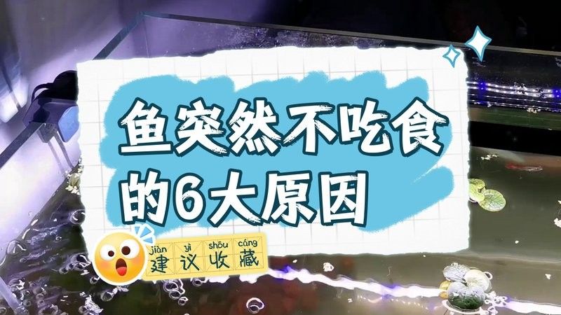 魚突然不吃食的6大原因