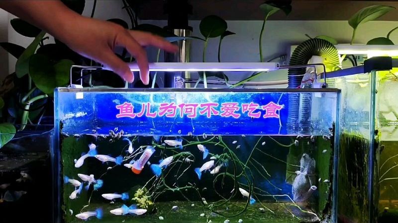 魚突然不吃食的6大原因