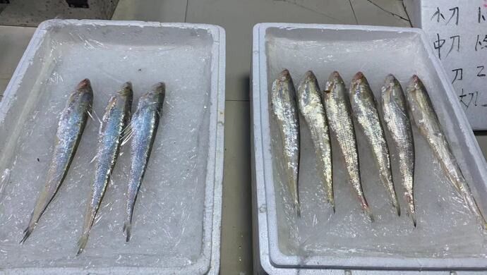 海龍魚禁令對漁民收入有何影響？