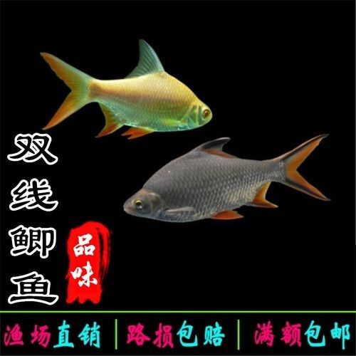 雙線側成魚圖片 雙線側成魚圖片 觀賞魚百科 第2張