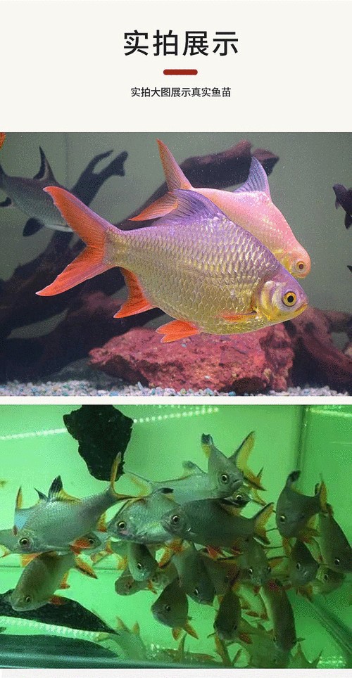 雙線側成魚圖片 雙線側成魚圖片 觀賞魚百科 第3張