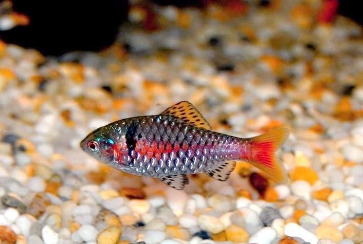 雙線側成魚圖片 雙線側成魚圖片 觀賞魚百科 第4張