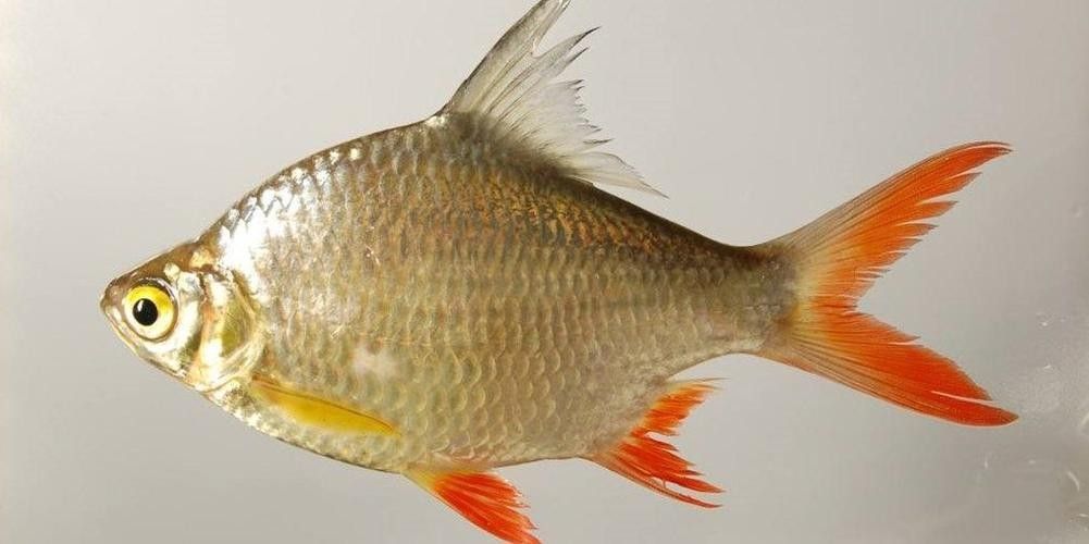 雙線側成魚圖片 雙線側成魚圖片 觀賞魚百科 第6張