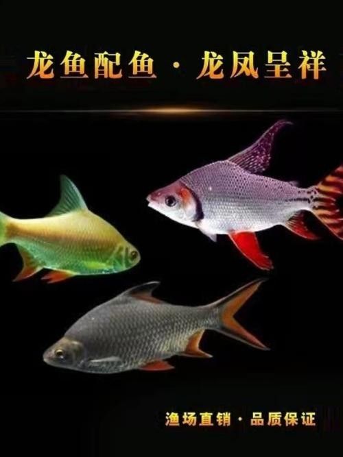 雙線側成魚圖片 雙線側成魚圖片 觀賞魚百科 第5張