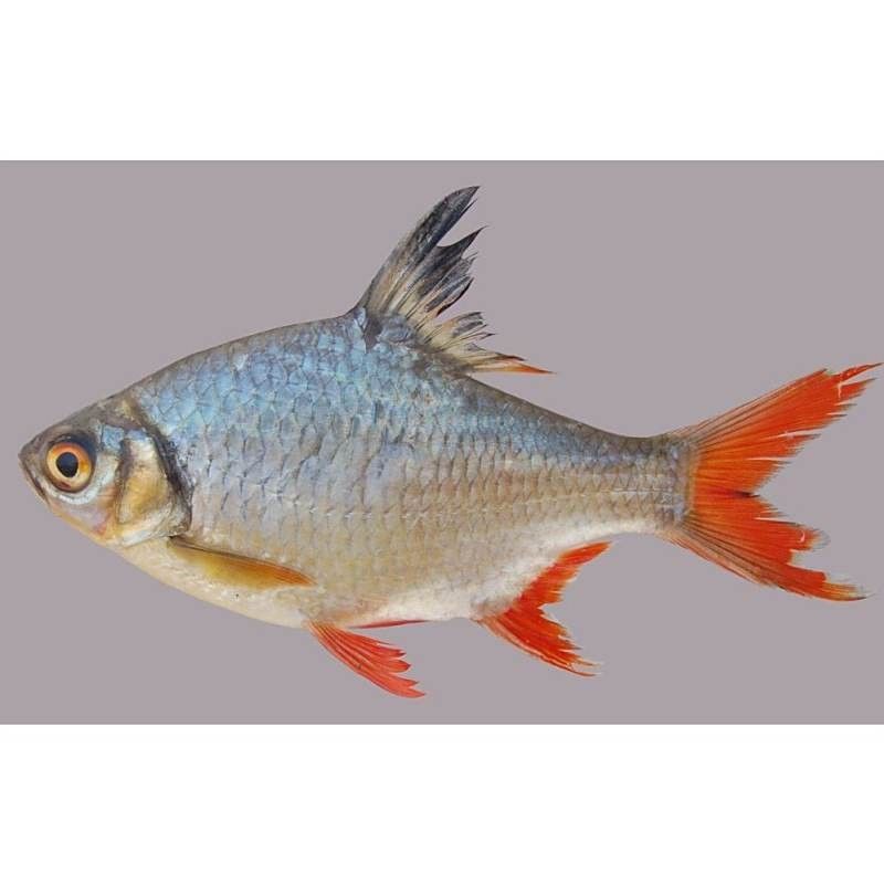 雙線側成魚圖片 雙線側成魚圖片 觀賞魚百科 第7張