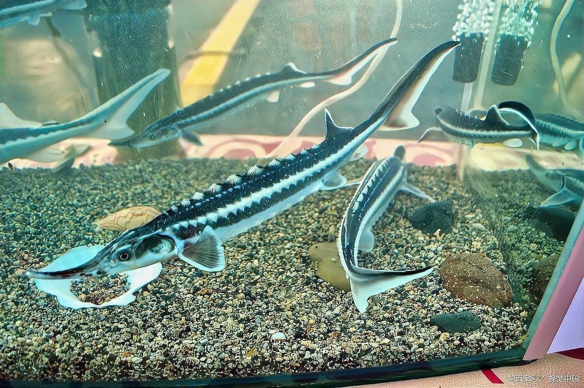 虎紋恐龍魚多久喂一次合適？