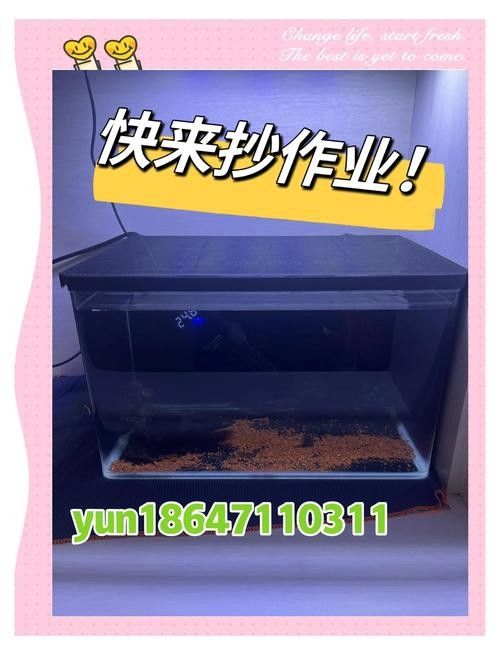 如何保持雷龍魚缸的清潔