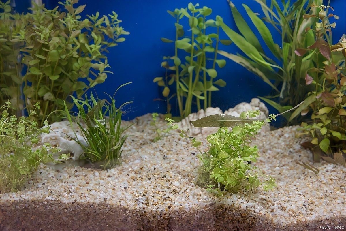 如何保持雷龍魚缸的清潔
