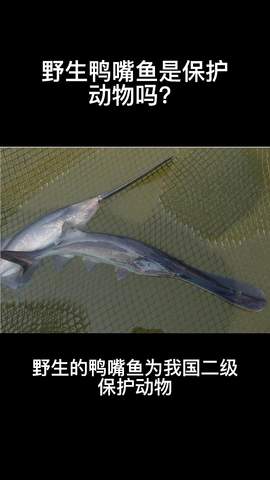 撒旦鴨嘴魚屬于國家保護動物嗎（撒旦鴨嘴魚是國家保護動物嗎）