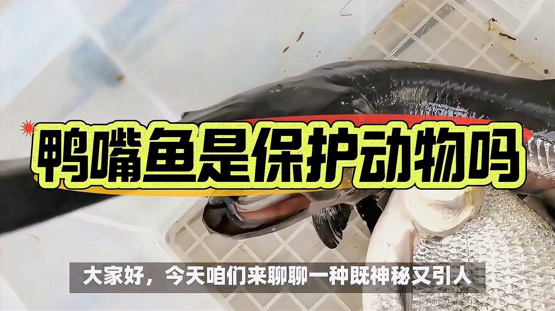 撒旦鴨嘴魚屬于國家保護動物嗎（撒旦鴨嘴魚是國家保護動物嗎）