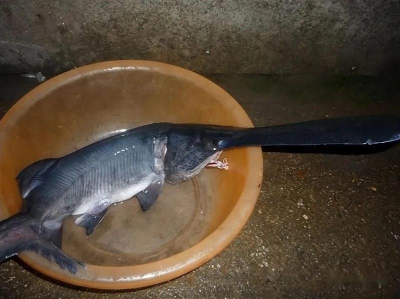 撒旦鴨嘴魚屬于國家保護動物嗎（撒旦鴨嘴魚是國家保護動物嗎）