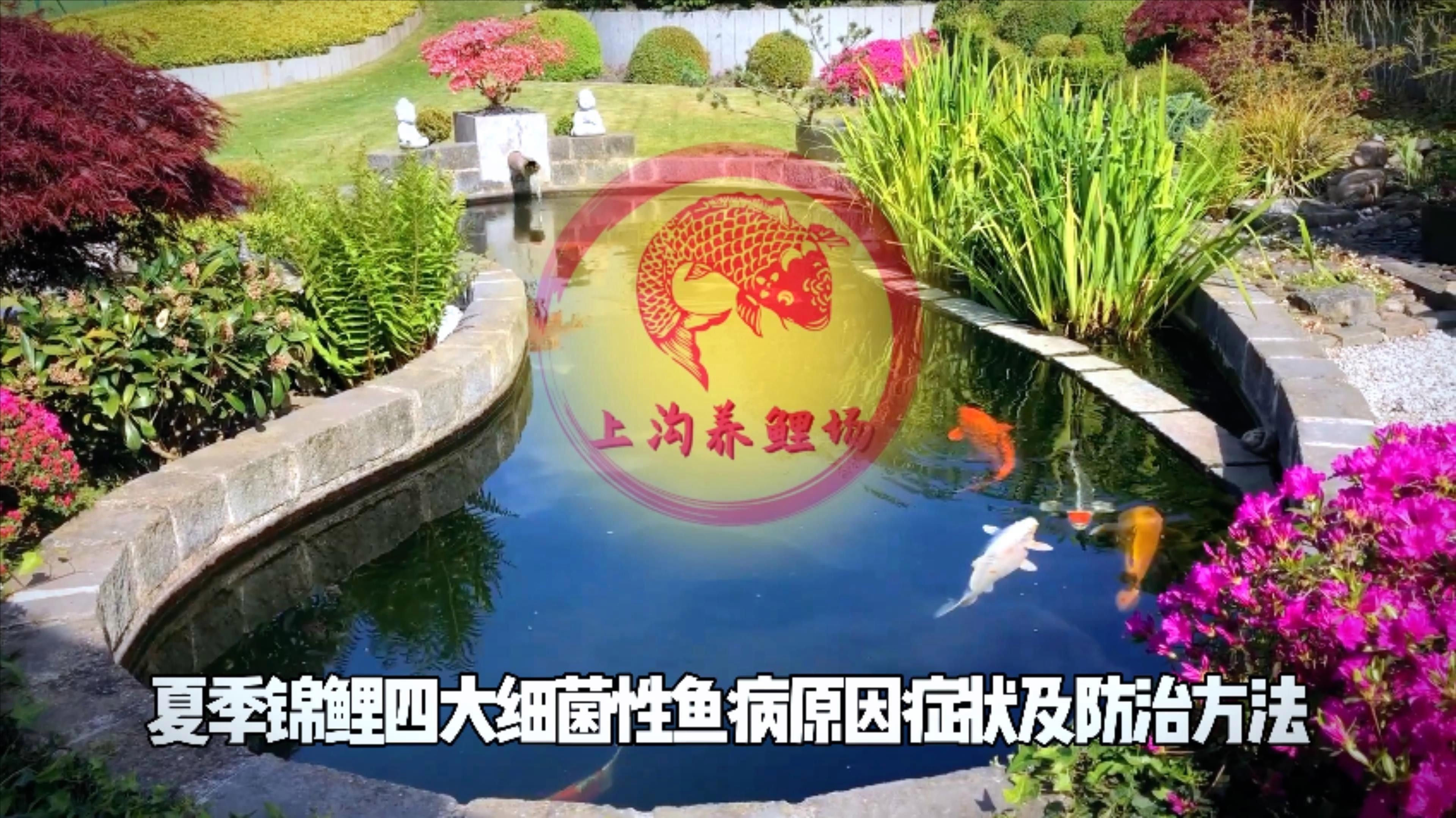 錦鯉魚容易得什么病