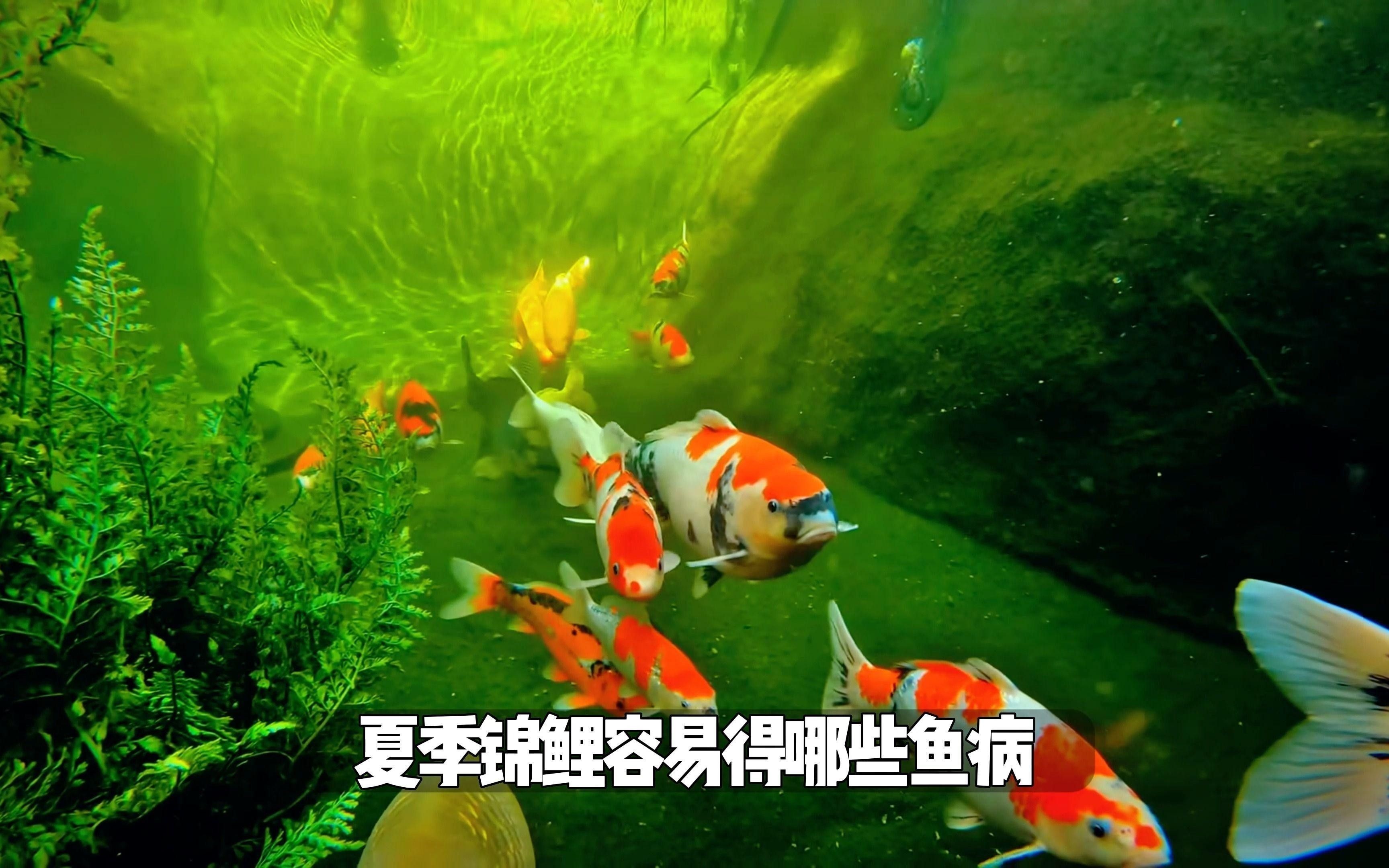 錦鯉魚容易得什么病