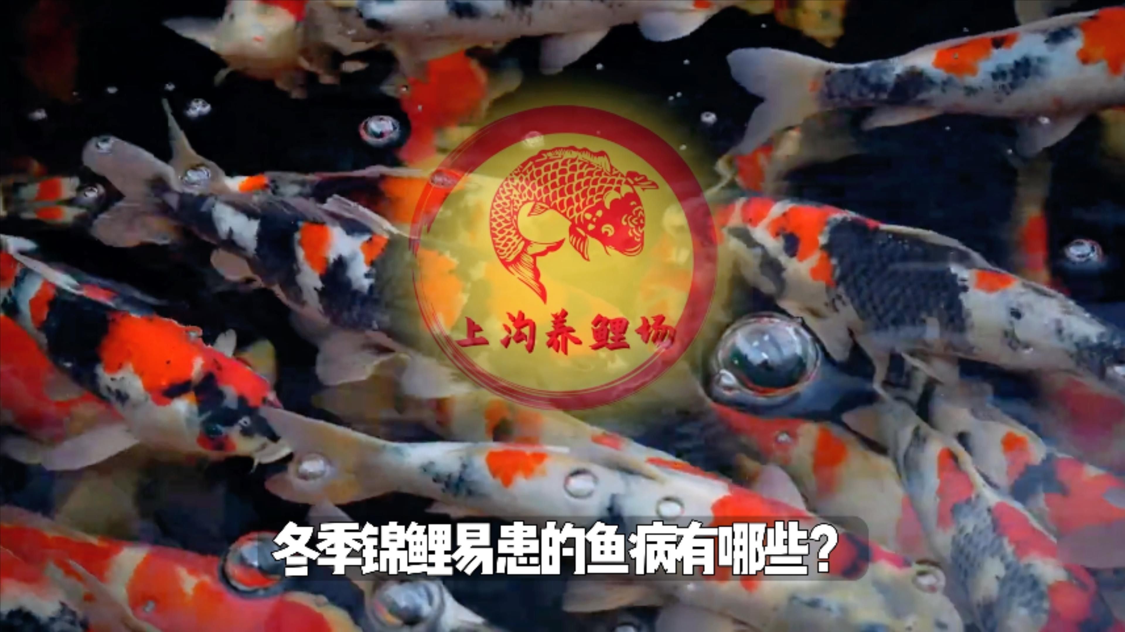 錦鯉魚容易得什么病