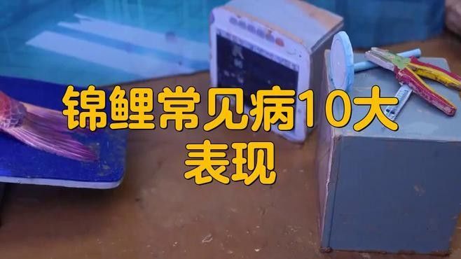 錦鯉魚容易得什么病