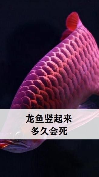 龍魚豎起來多久會死（龍魚豎起來多久會死萌寵專家探尋奇妙的水生魚類世界）