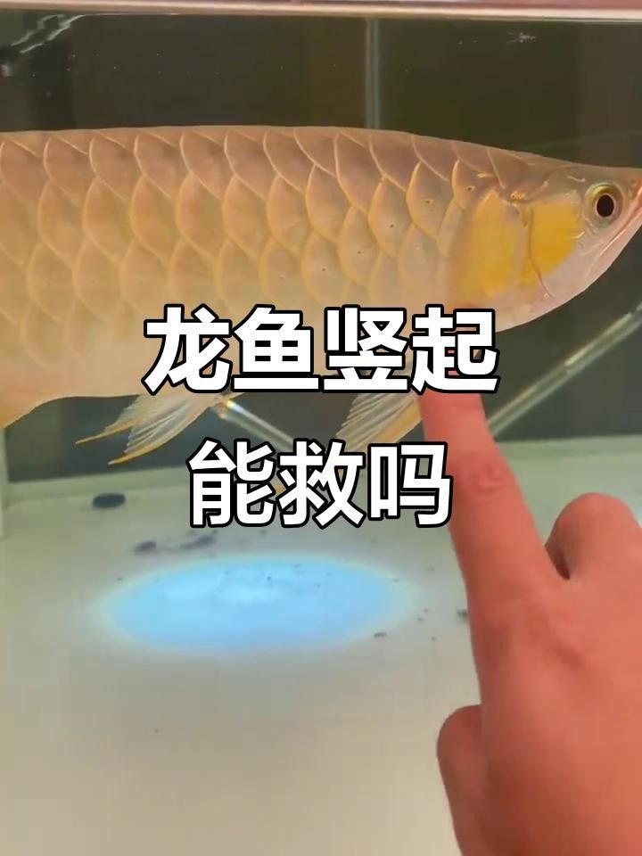 龍魚豎起來多久會死（龍魚豎起來多久會死萌寵專家探尋奇妙的水生魚類世界）