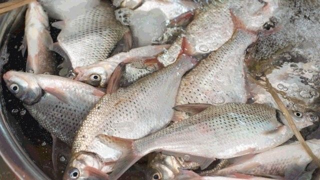 清蒸和順魚圖片