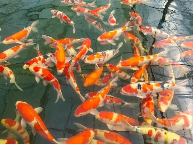 如何聯系青島龍魚魚苗漁場（青島地區與龍魚魚苗相關的漁場聯系方式匯總）