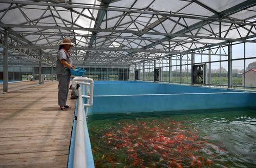 如何聯系青島龍魚魚苗漁場（青島地區與龍魚魚苗相關的漁場聯系方式匯總）