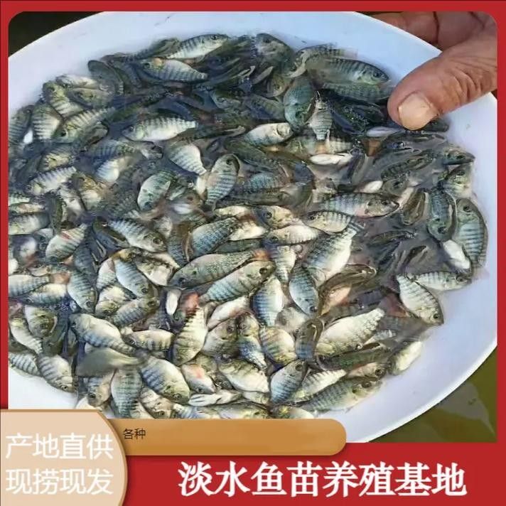 如何聯系青島龍魚魚苗漁場（青島地區與龍魚魚苗相關的漁場聯系方式匯總）