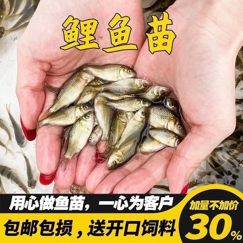 如何聯系青島龍魚魚苗漁場（青島地區與龍魚魚苗相關的漁場聯系方式匯總）