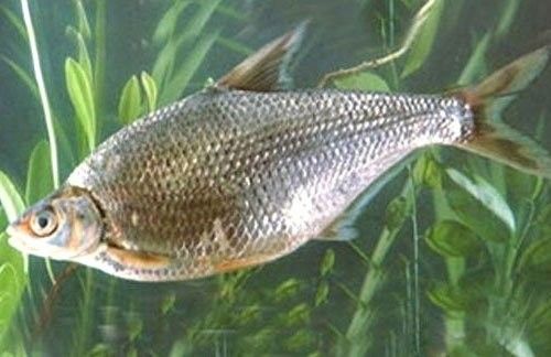 泗洪哪個水族館龍魚好？祥龍魚場龍魚