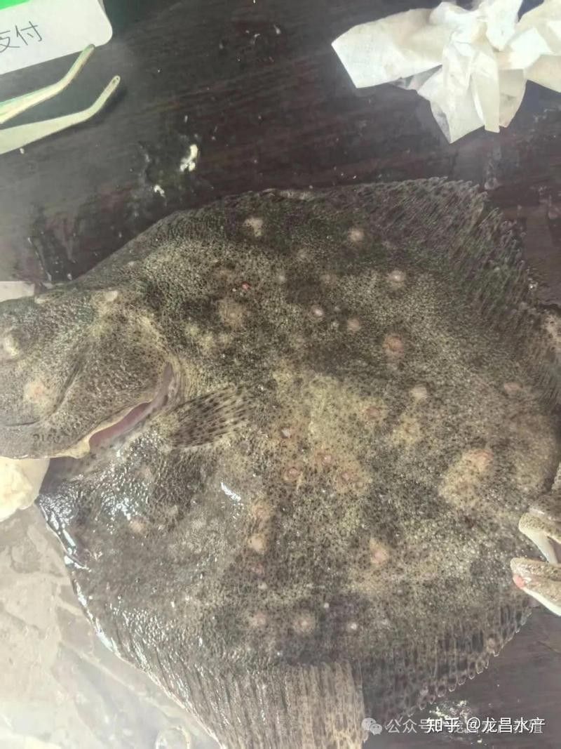 如何預防龍魚頭上長疙瘩（如何預防龍魚頭上長疙瘩？）