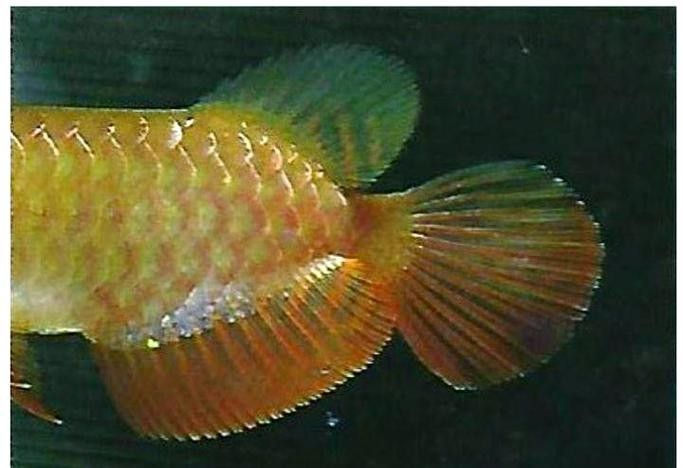 濰坊哪個水族館龍魚好？祥龍魚場龍魚（濰坊地區觀賞龍魚的水族館及魚場推薦祥龍魚場及魚場推薦）