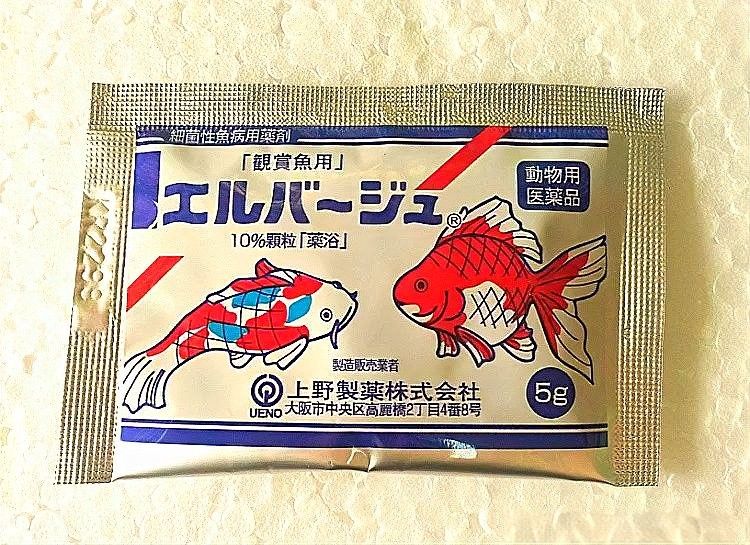 如何判斷龍魚凸眼病是否好轉