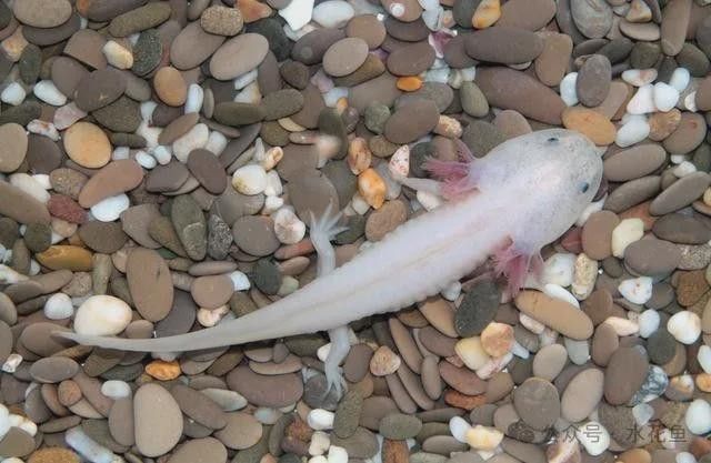 六枝哪個(gè)水族館龍魚好？祥龍魚場(chǎng)龍魚
