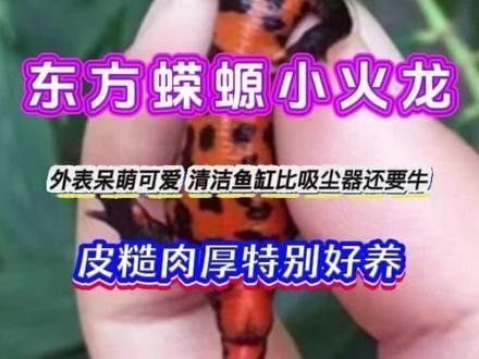 火龍魚(yú)的市場(chǎng)價(jià)格如何（廣州龍魚(yú)祥龍魚(yú)場(chǎng),紅龍魚(yú)價(jià)格2688貴嗎）