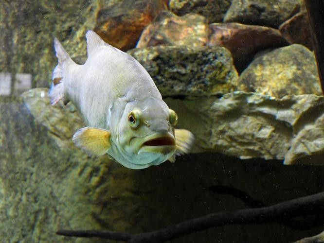 火龍魚(yú)的市場(chǎng)價(jià)格如何（廣州龍魚(yú)祥龍魚(yú)場(chǎng),紅龍魚(yú)價(jià)格2688貴嗎）