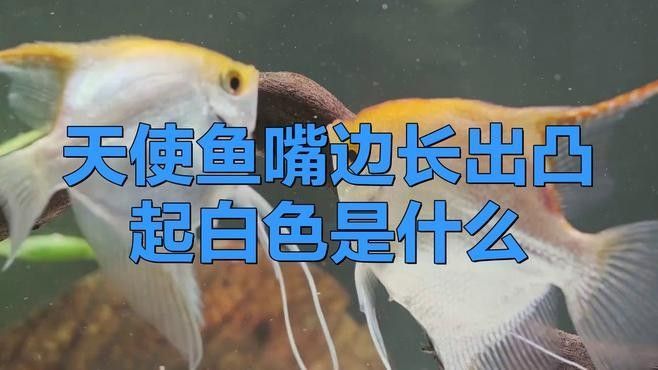 魚嘴巴長白色像米粒的東西