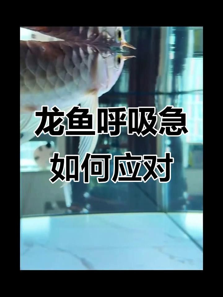 永春龍魚為啥不建議吃（為什么不能吃永春龍魚？）