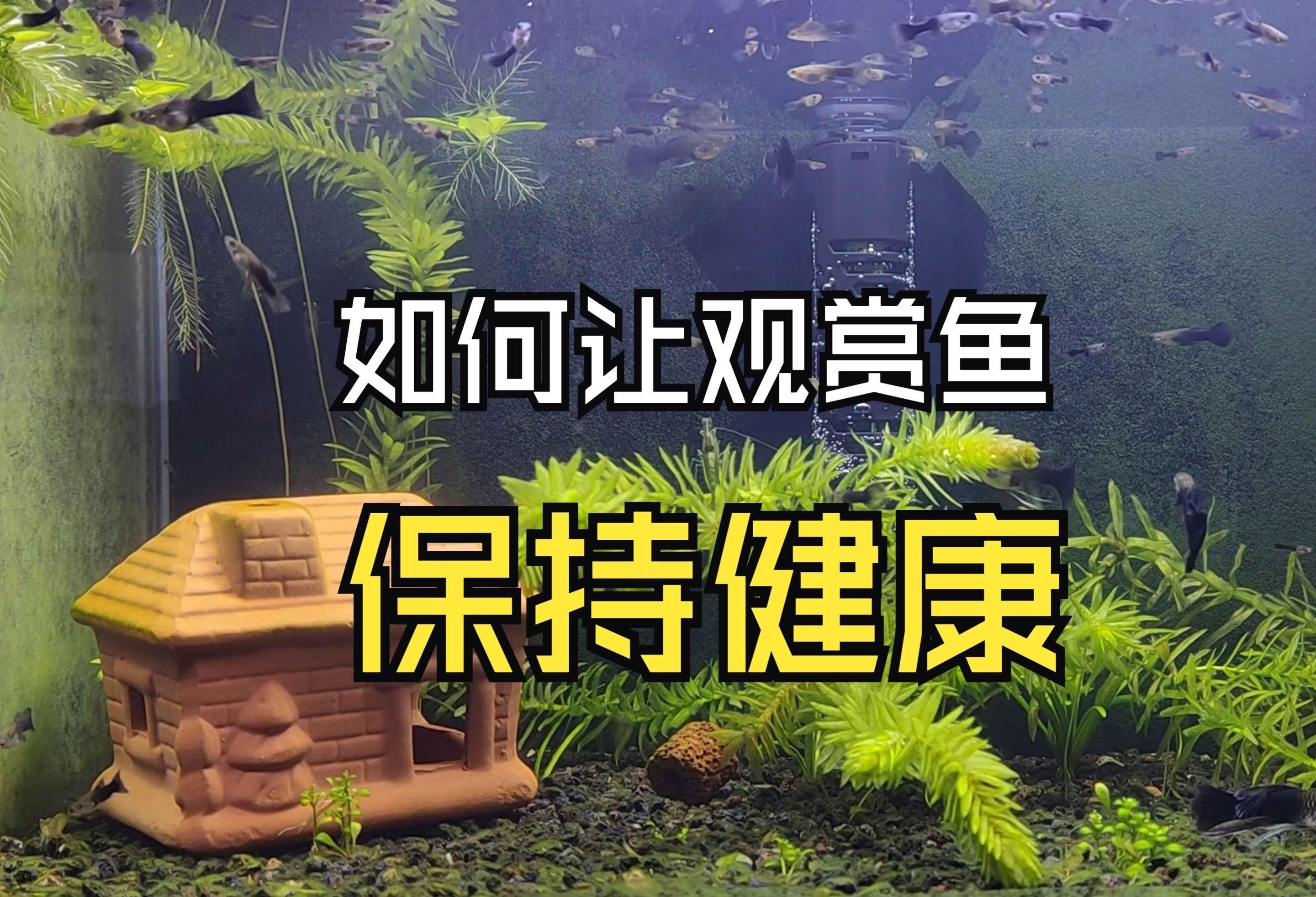 水族疾病觀賞魚（觀賞魚常見疾病及其防治方法）