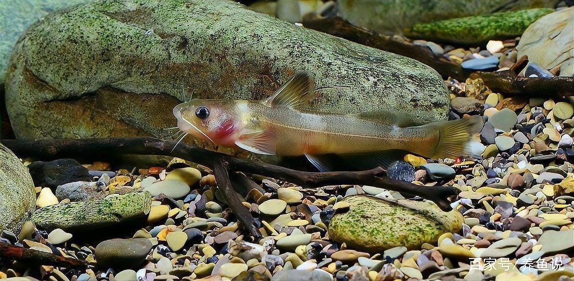 雷龍魚怕人可以改善嗎