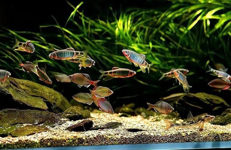 雷龍魚怕人可以改善嗎