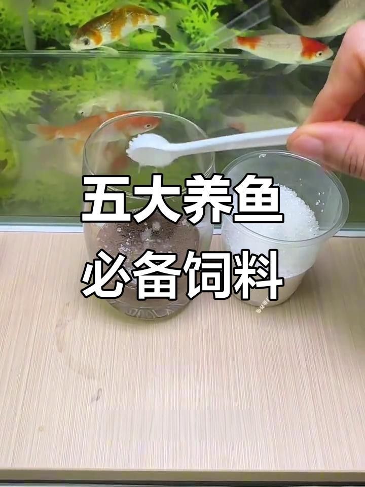 龍魚發色秘訣（實用秘籍龍魚上色技巧大揭秘龍魚發色提升秘訣） 龍魚發色秘訣（實用秘籍龍魚上色技巧大揭秘龍魚發色提升秘訣） 觀賞魚百科 第4張