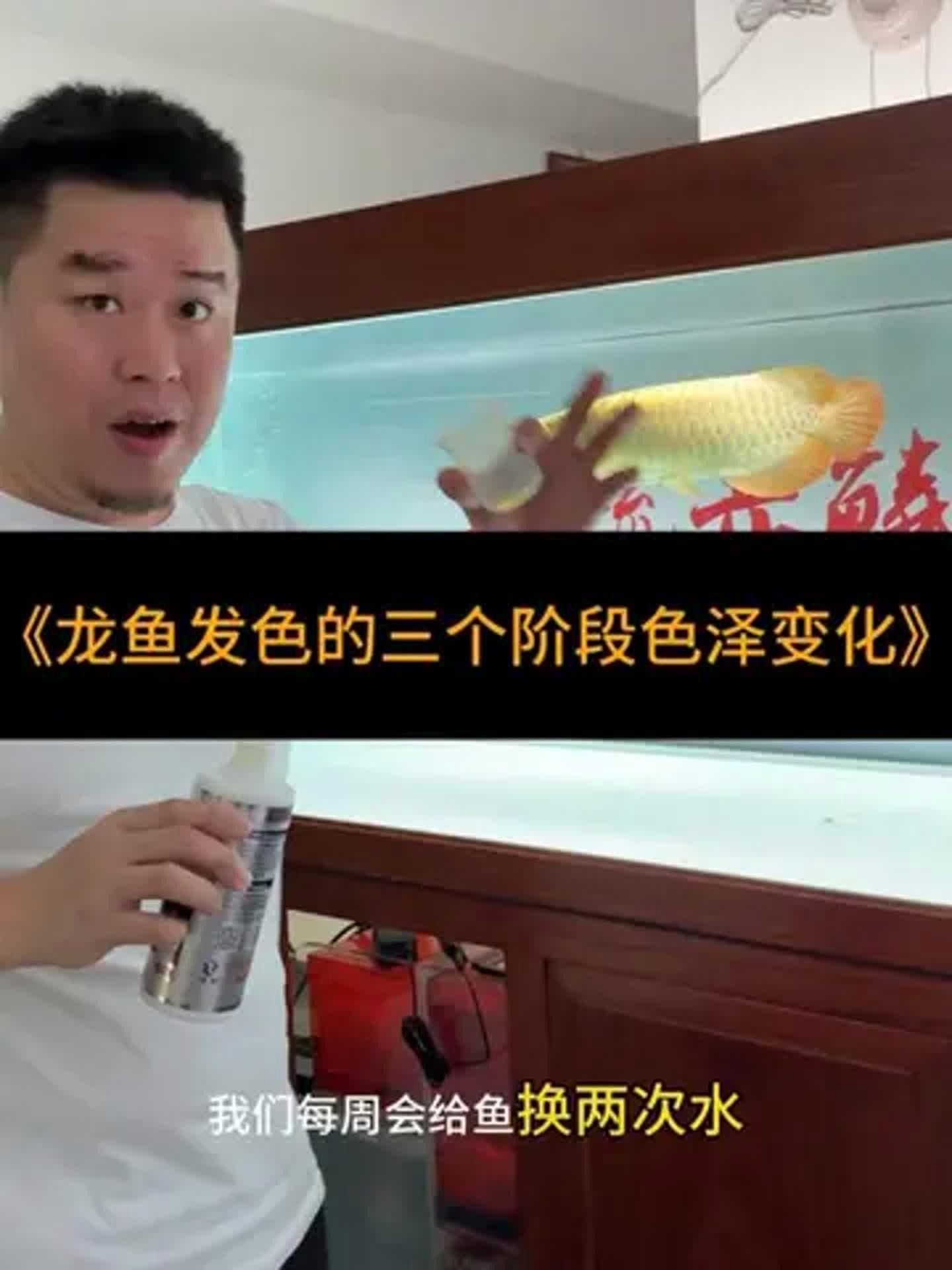 龍魚發色秘訣（實用秘籍龍魚上色技巧大揭秘龍魚發色提升秘訣） 龍魚發色秘訣（實用秘籍龍魚上色技巧大揭秘龍魚發色提升秘訣） 觀賞魚百科 第3張