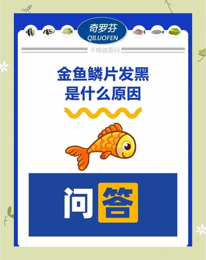 金龍魚鱗片發黑會自愈嗎？（金龍魚鱗片發黑是否能自愈取決于具體原因和應對建議）