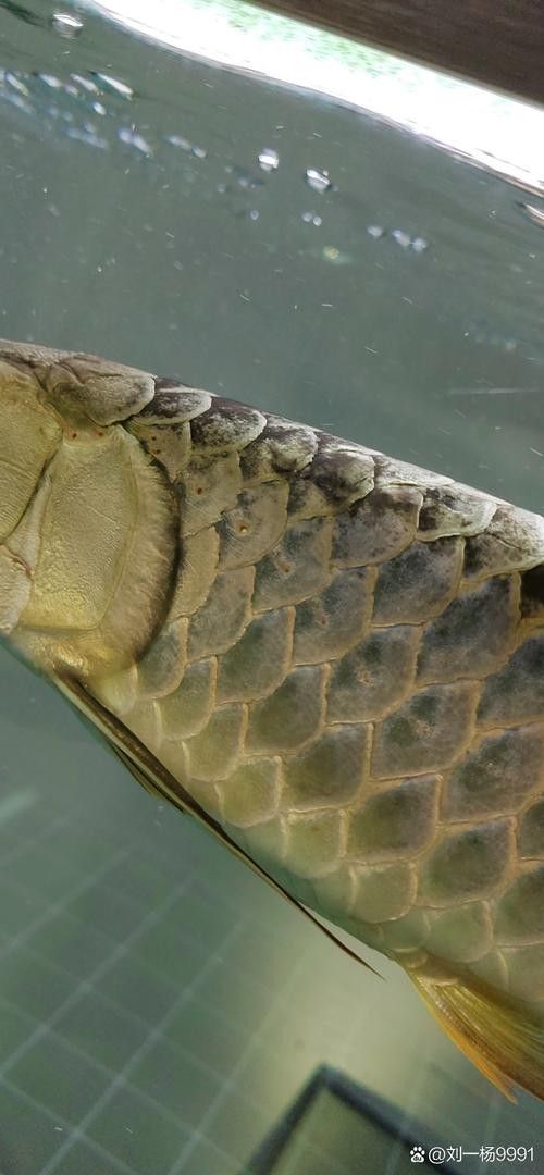 金龍魚鱗片發黑會自愈嗎？（金龍魚鱗片發黑是否能自愈取決于具體原因和應對建議）