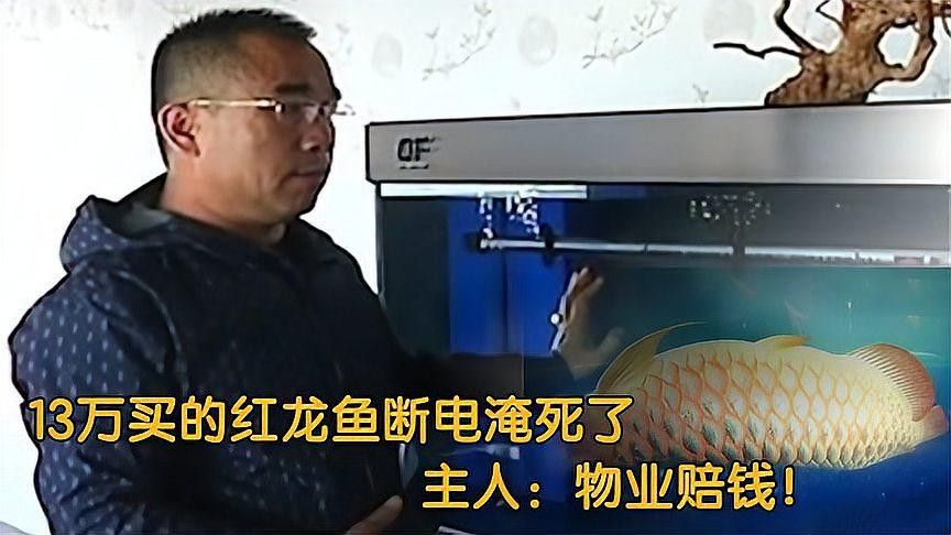 紅龍魚有哪些知名品種？（紅龍魚是什么品種？）