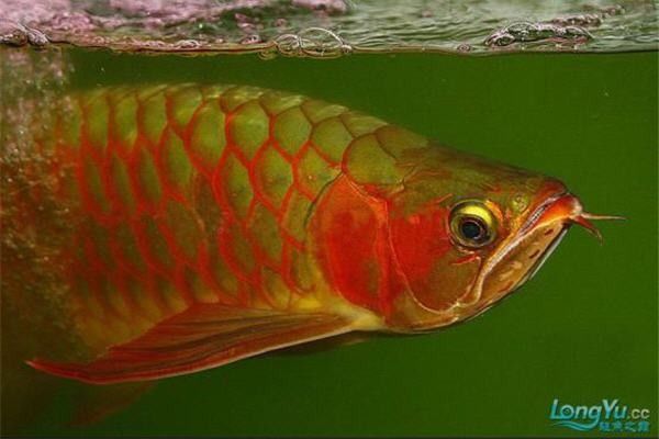 紅龍魚有哪些知名品種？（紅龍魚是什么品種？）