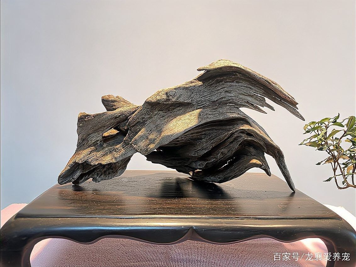 沉木黃水如何處理？（沉木黃水處理方法） 沉木黃水如何處理？（沉木黃水處理方法） 龍魚百科 第7張