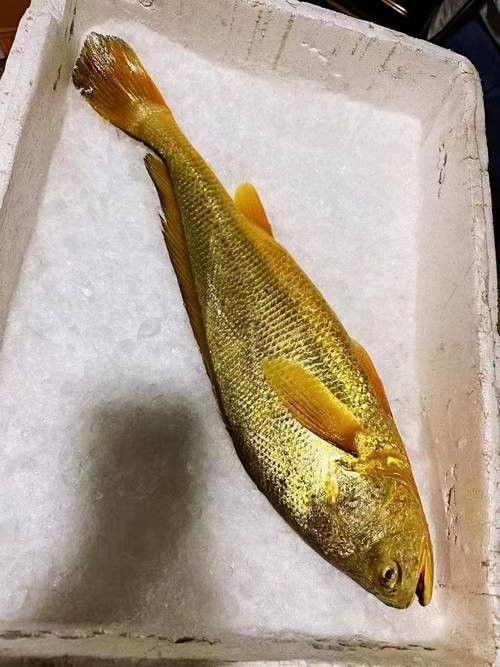 黃花魚(yú)的價(jià)格是多少（落日eueu雨田青黃花魚(yú)價(jià)格一覽，野生大黃魚(yú)和小黃魚(yú)價(jià)格一覽） 黃花魚(yú)的價(jià)格是多少（落日eueu雨田青黃花魚(yú)價(jià)格一覽，野生大黃魚(yú)和小黃魚(yú)價(jià)格一覽） 龍魚(yú)百科 第1張