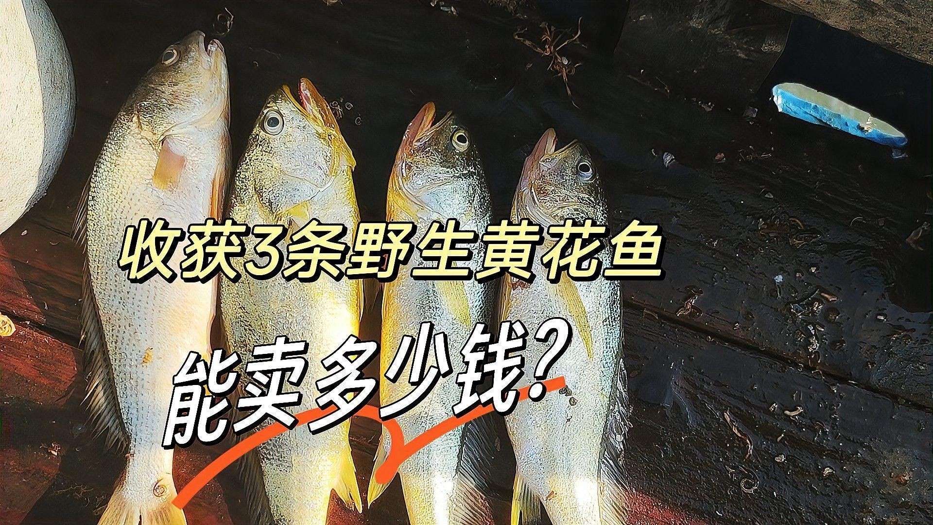 黃花魚(yú)的價(jià)格是多少（落日eueu雨田青黃花魚(yú)價(jià)格一覽，野生大黃魚(yú)和小黃魚(yú)價(jià)格一覽） 黃花魚(yú)的價(jià)格是多少（落日eueu雨田青黃花魚(yú)價(jià)格一覽，野生大黃魚(yú)和小黃魚(yú)價(jià)格一覽） 龍魚(yú)百科 第2張